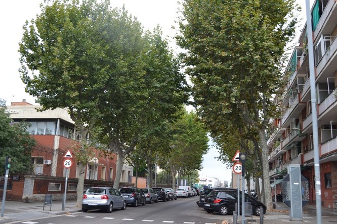 L’Ajuntament de Badalona fumigarà a partir d’avui els plataners i els oms dels barris de Sant Roc, Artigues, el Remei, el Congrés, Gorg i Llefià