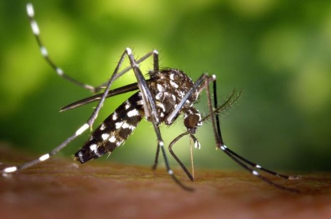 L’Ajuntament de Badalona posa en marxa la campanya de prevenció del mosquit tigre