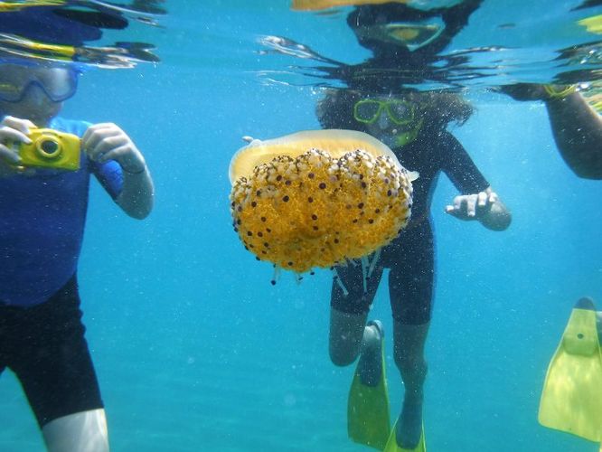 L’Ajuntament de Badalona ofereix sortides d’esnòrquel per donar a conèixer la riquesa natural de les platges de la ciutat