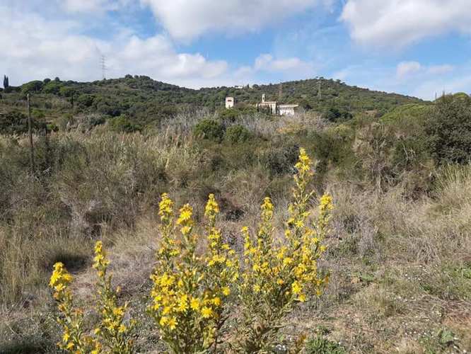 Badalona activa les mesures de prevenció d’incendis forestals